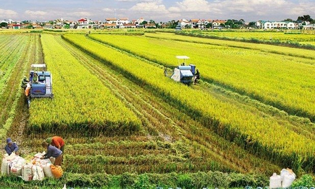 越南农业持续取得良好成效 国家粮食安全保障稳固 hinh anh 1
