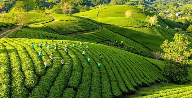 越南积极实施农业绿色增长行动计划 hinh anh 1
