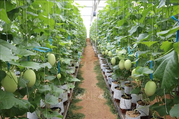 越南积极实施农业绿色增长行动计划 hinh anh 2
