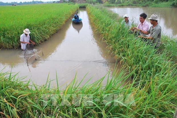 越南农业采取措施以履行COP26承诺 hinh anh 2