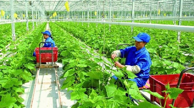 越南农业采取措施以履行COP26承诺 hinh anh 1