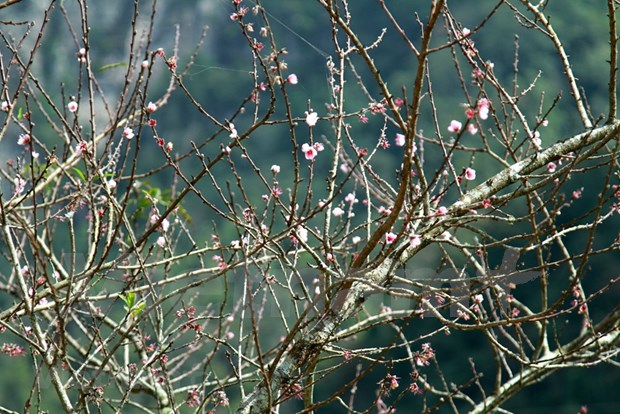 组图：西北山区上盛开的花朵 美不胜收的自然风光 hinh anh 9