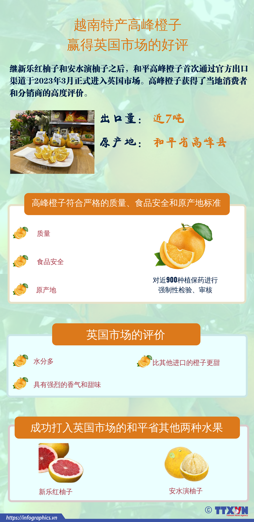 图表新闻：越南特产高峰橙子赢得英国市场的好评 hinh anh 1