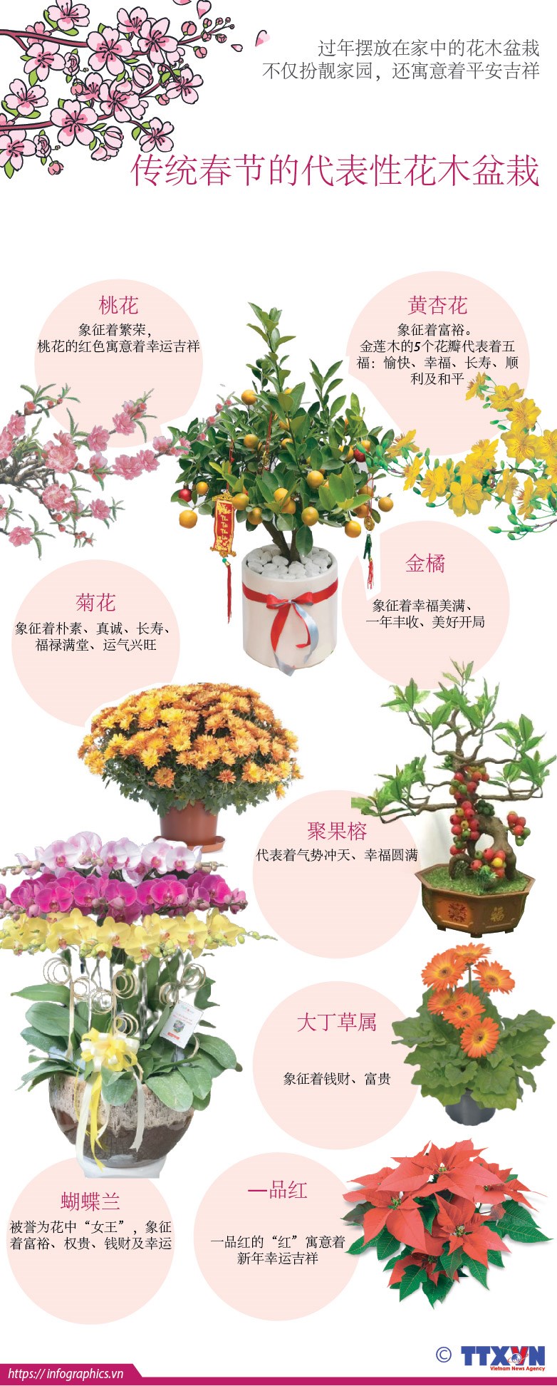 图表新闻：传统春节的代表性花木盆栽 hinh anh 1