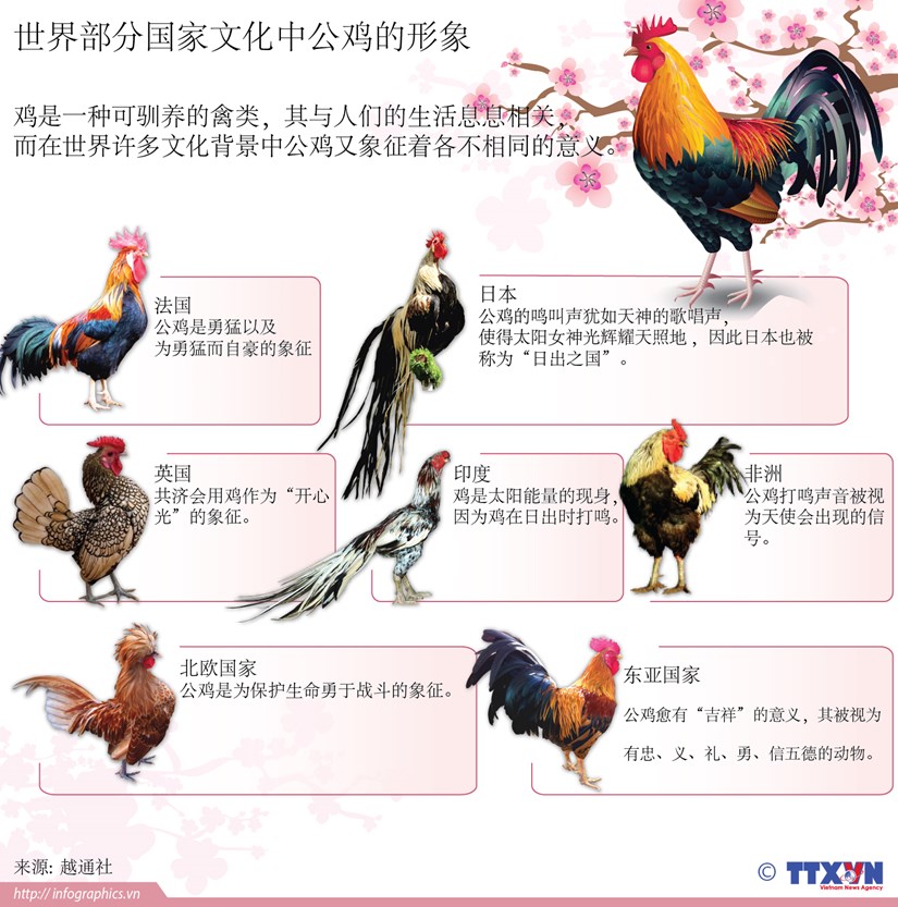 世界部分国家文化中公鸡的形象 hinh anh 1