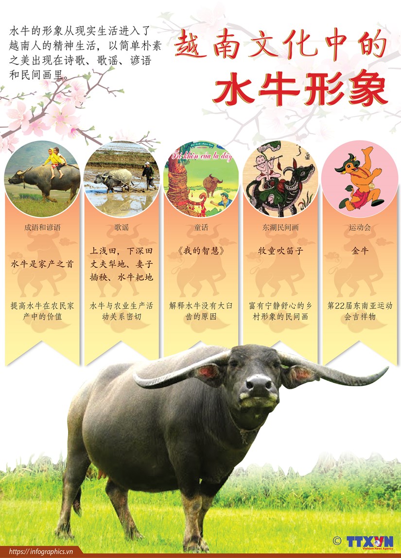 图表新闻：越南文化中的水牛形象 hinh anh 1